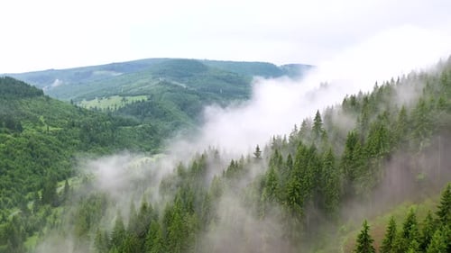 4k AERIAL Flying above foggy pine forest treetops. Thick misty clouds rising from lush spruce forest