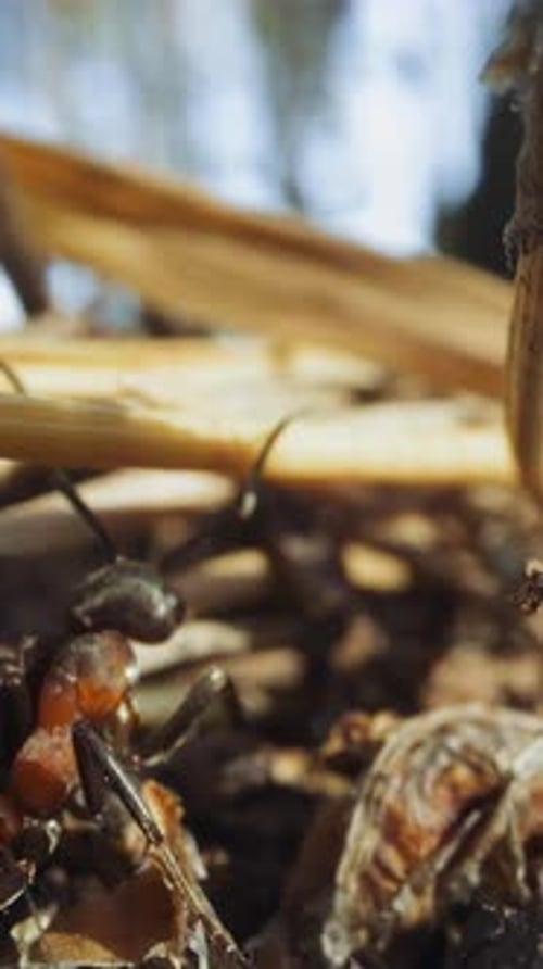 Detailed Close Up of Ants Crawling Outdoors