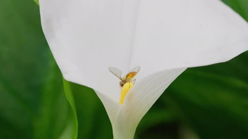 Fly on White Flower Close Up