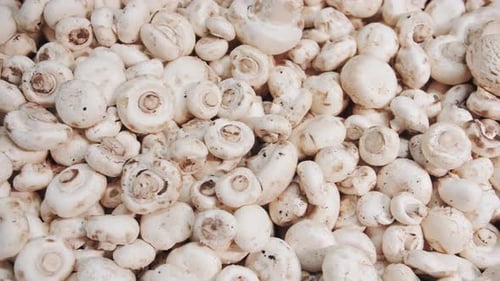 Champignon Production Farm Fresh Grown Mushrooms Modern Agriculture