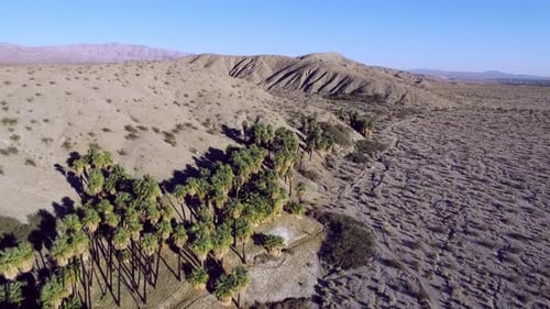 Aerial drone view of an oasis with palm trees in the California desert.