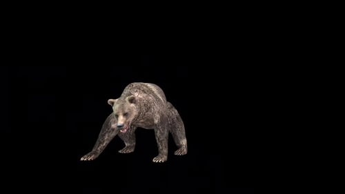 Bear Stand Attack