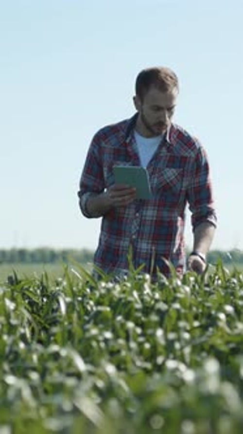 A Young Farmer Skillfully Using a Tablet for Effective Crop Management in a Lush Green Field