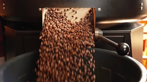 Close up shot of freshly roasted natural organic coffee beans poured out in a bucket from a machine.
