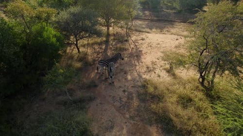 two zebras standing under tree shade in savannah meadow at sunny day. Drone zoom out view