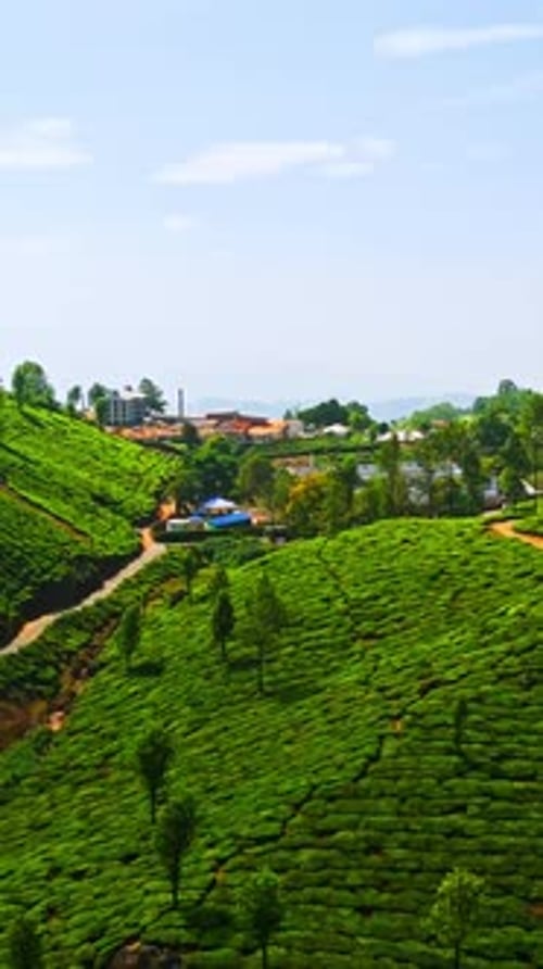 Drone vertical filmé au-dessus d'une ferme de thé dans les hauts plateaux de Munnar, sous le soleil de l'Inde