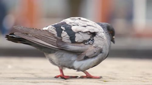 Closeup of Gray Pigeons Birds Walking on a City Street Searching Food