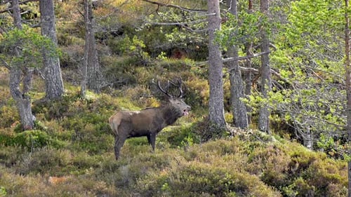 Un énorme chevreuil roux en ornière crie et grogne bruyamment pour les femelles