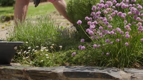 Gardener Putting Natural Fertilizers To Plants In The Garden. slow motion shot