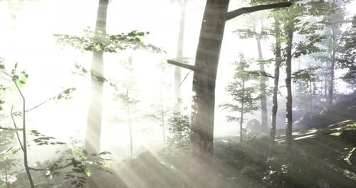 Emerging Sunlight Illuminates a Serene Forest Landscape at Dawn