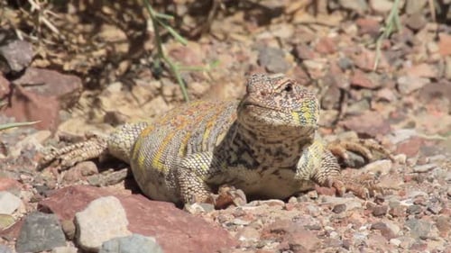 Desert Lizard Resting in Natural Habitat
