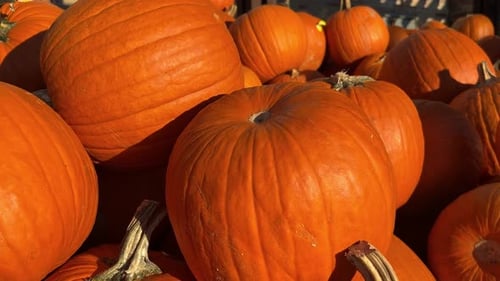 Bright Orange Pumpkins in a Pile During Daytime