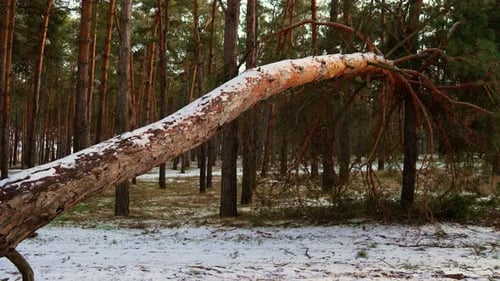 Umgestürzter Baum inmitten des Waldes mit Schnee bedeckt Umgestürzte Kiefern stehen in der Mitte des Winterwaldes