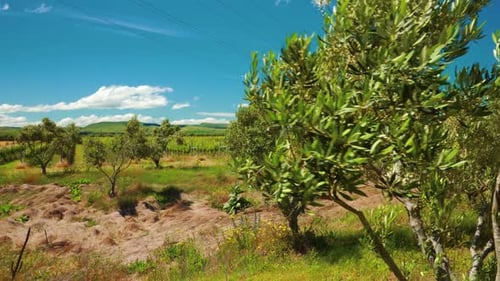 Olive trees moving with the wind on a sunny day in the countryside of New Zealand