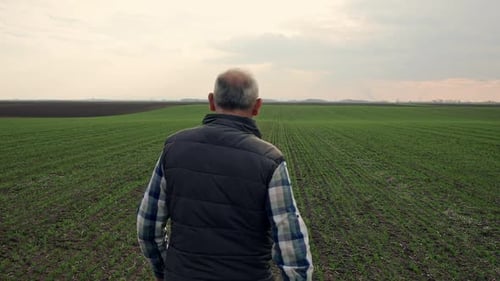 Rear view of senior farmer walking in young wheat field and examining crop.