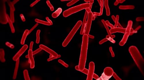 Microbiome, gut bacteria