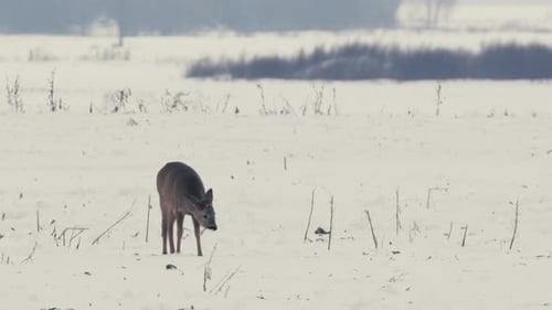 Corça se alimentando em campo coberto de neve na Bielorrússia invernal