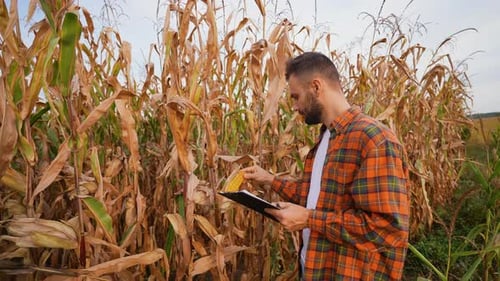 Farmer Inspecting Corn Crop in Rural Field