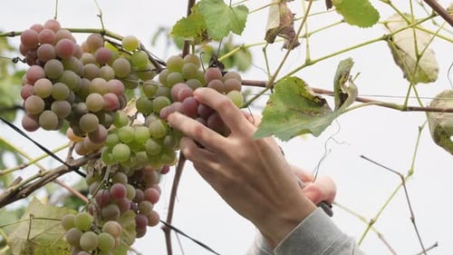 Ein Bündel reifer Trauben schneiden. Ernte- und Weinbaukonzept. Weinlese