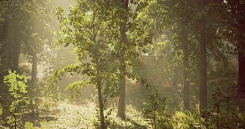 Sunlight Filtering Through Lush Foliage in a Tranquil Forest Setting