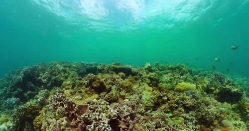 Coral Reef Underwater with Tropical Fish in Turquoise Water