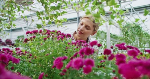 Camera View of Busy Caucasian Woman Working As Florist in Greenhouse Picking Up Lovely Green Plant