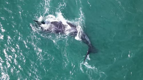Whale got deformed flipper does body roll onto back, perky calf alongside; drone