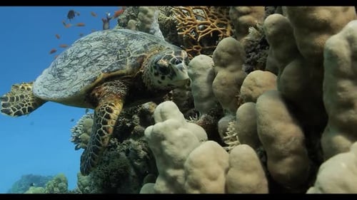 Sea Turtle Swimming by Colorful Coral Reef