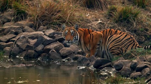 Bengal Tiger Drinking Water from Forest Pond in Northern India