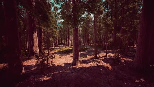 Classic View of Famous Giant Sequoia Trees