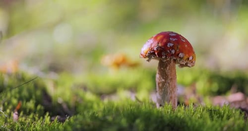 Fly agaric Mushroom In a forest.