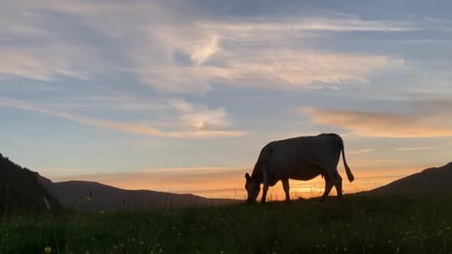 cow silhouette grazing in field at sunset, Highlands, Scotland