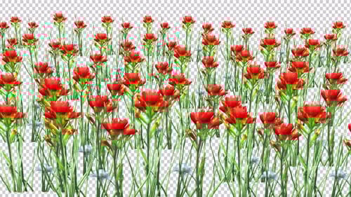 Carnation Flower Garden