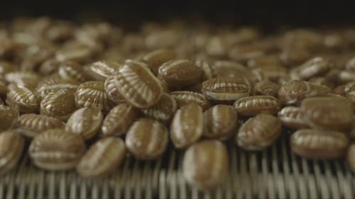finished chocolate lollipops fall from a conveyor belt in a candy factory