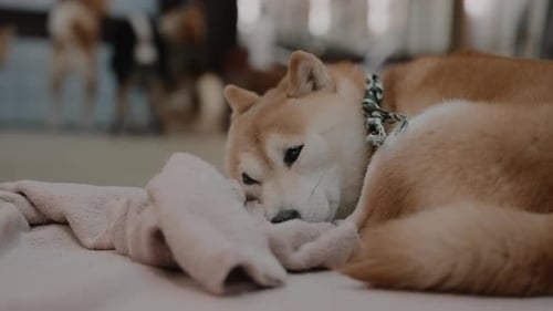Close-up of a tired and cute orange miniature Shiba dog (Mame Shiba Inu) napping on the floor with a
