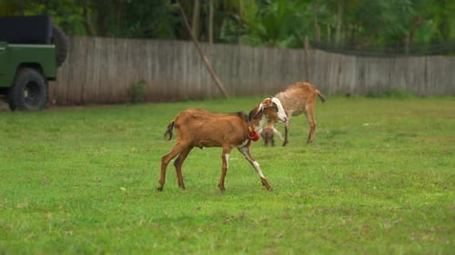 Young Goat Walking on Grass