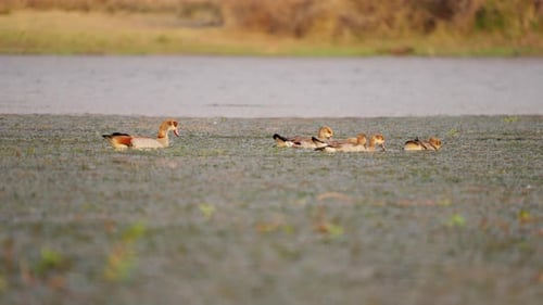Egyptian Geese In River, South Africa