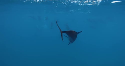 Dolphin Close Up Swimming Underwater in Blue Ocean Dolphin Family Underwater