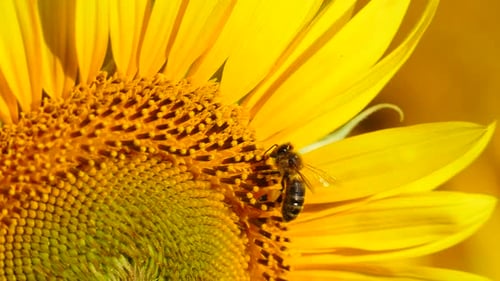 Close-up of a Bee on a Bright Yellow Sunflower