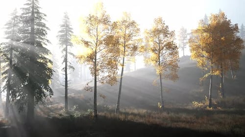 Forêt lumineuse tôt le matin dans les montagnes
