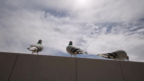 Three Pigeons Perched on a Wall Against a Cloudy Sky