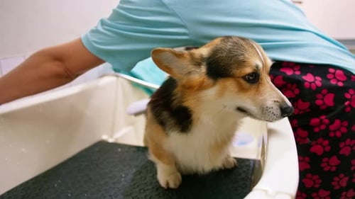 Corgi Getting a Bath from Woman in Tub