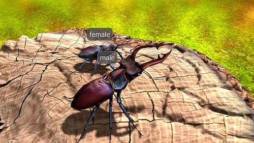 Male And Female Stag Beetle