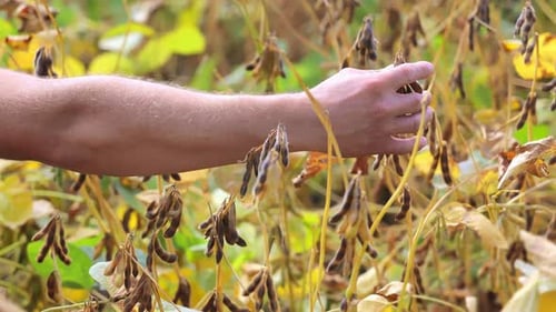 Farmer Hand Assessing Soybean Crop Farmer's Hand Touching Soybean Plants in the Field Assessing Crop