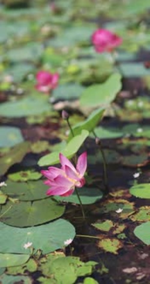 Pink Lotus Flower Floating On Green Pond Leaves In Tropical Nature
