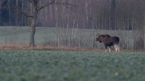 A flock of moose elk feeding on rapeseed field on their knees in evening dusk