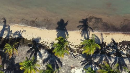Tilting drone shot of tropical caribbean palm beach and blue sea.