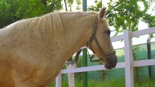 close-up footage of the white horse in the barn