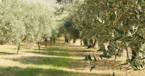 View of an olive grove before harvesting olives, with the branches of trees full of ripe olives fo