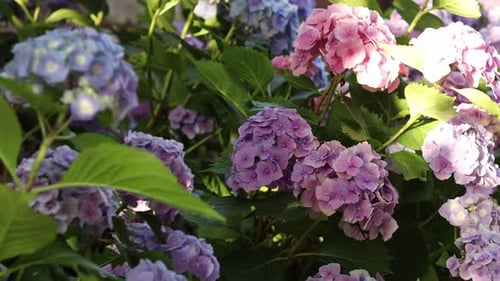 beautiful lush hortensia bushes with pink and purple flowers getting blown by the wind